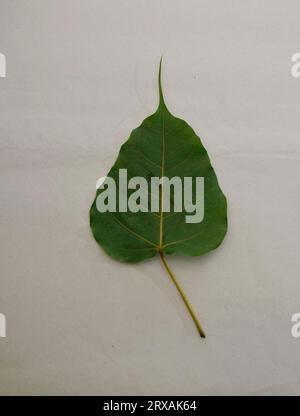 Feuilles de figues sacrées (Ficus religiosa L. , Pipal Tree, Bohhi Tree, Bo Tree, Peepul ) sur fond blanc Banque D'Images