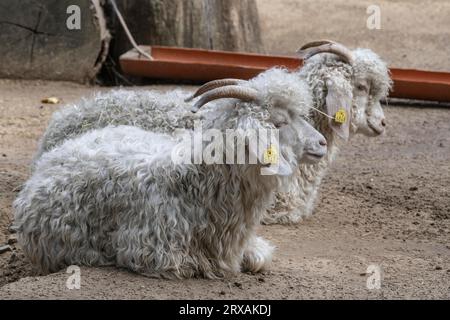 Chèvre domestique angora (Capra aegagrus hircus), Berlin, Allemagne Banque D'Images