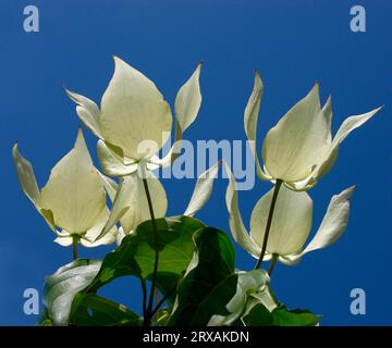 Cornouille de Kousa (Cornus Kousa var. kousa), cornousier japonais (Cornus Kousa var. kousa) Banque D'Images