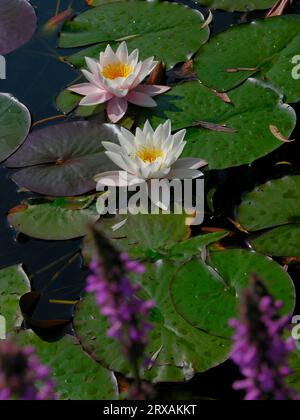 Bassin de nénuphars avec nénuphars blancs, nénuphaea européen (Nymphaea alba), bassin de nénuphars avec nénuphars blancs, nénuphars blancs Banque D'Images