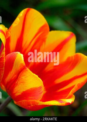Fleur de tulipe, gros plan, tulipe, rouge-jaune, tulipe gros plan, rouge-jaune Banque D'Images