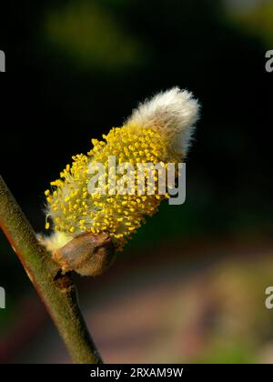 Catkins, floraison, saule de chèvre (Salix caprea), catkins, floraison, pâturage de Sal Banque D'Images