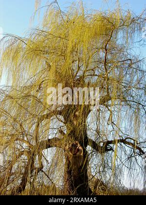 Saule pleureur avec nouvelle sortie, saule blanc (Salix alba), saule pleureur avec nouvelle sortie, pâturage argenté Banque D'Images