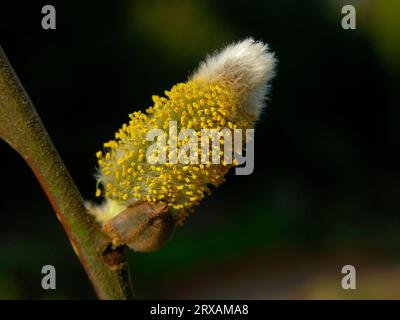 Catkins, floraison, saule de chèvre (Salix caprea), catkins, floraison, pâturage de Sal Banque D'Images