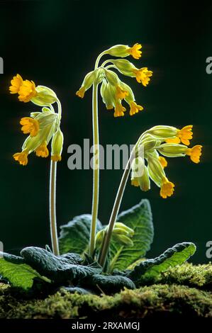 Coulis, coulis commun (Primula veris) (Suisse), coulis de prairie, coulis médicinal et coulis de ciel Banque D'Images