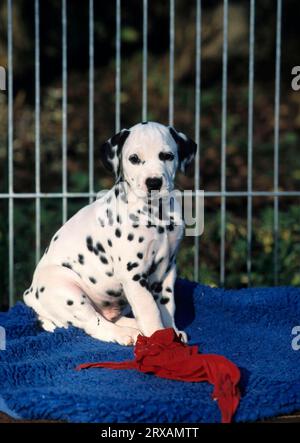 Dalmatien, chiot, 6 semaines, Dalmatinac, chiens de course, chiens de sueur, Dalmatien, Puppie, 6 semaines, chiens de sueur, chiens de sueur Banque D'Images