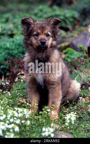 Chiot, Berger-Border allemand, Collie mix, femelle, 11 semaines Banque D'Images