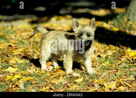 Cairn Terrier, chiot, 15 semaines Banque D'Images