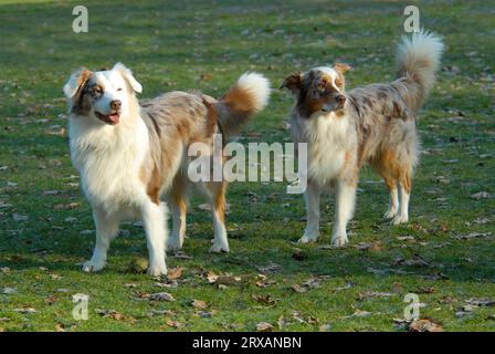 Australian Shepherds, Red-merle, aussie, Red-Marbled, 2 mâles, chiens domestiques (canis lupus familiaris), chiens, chiens, chiens, chiens de berger, chiens de troupeau Banque D'Images