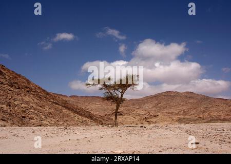 Un acacia solitaire se dresse dans un oued sur la péninsule du Sinaï, en Égypte Banque D'Images