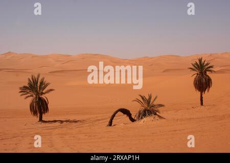 Palmiers près du lac Um el Maa dans les dunes d'Ubari, Libye Banque D'Images