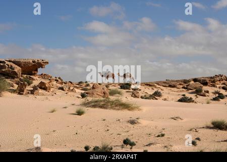 Deux dromadaires au Sahara Occidental, Maroc Banque D'Images