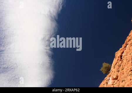 Un arbre s'élève de la roche dans le ciel dans une vallée affluente du Dadès, au Maroc Banque D'Images
