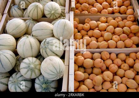 Étal de marché avec melons et abricots (Prunus armeniaca), Sault, Provence, concombre (Cucumis) Banque D'Images