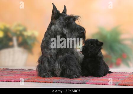 Terrier écossais avec chiot, 6 semaines, Terrier écossais, détachable Banque D'Images