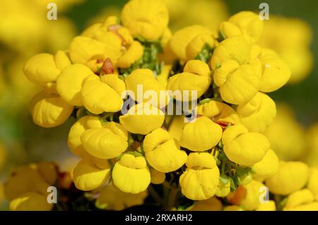 Le Calceolaria integrifolia (Fleur de patin) Banque D'Images