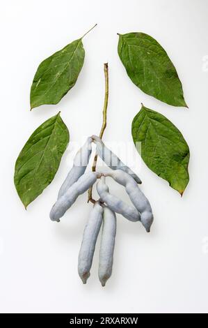 Arbustes et feuilles de haricots bleus, arbuste de concombre bleu, fruits et feuilles, fruit de saucisse bleu (Decaisnea fargesii), arbuste de haricots bleus, famille des fruits à doigts Banque D'Images