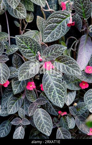 Violet flamme (Episcia cupreata), tube d'ombre Banque D'Images