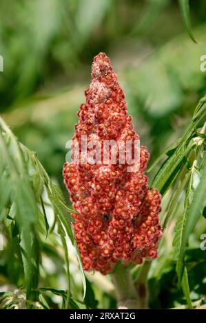 Vinaigrier (Rhus typhina) Banque D'Images