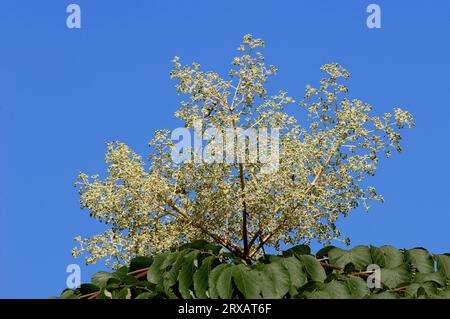 Japonais coréen angelica-Tree (Aralia elata) (Aralia mandshurica) Banque D'Images