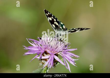 Blanc marbré (Melanargia galathea), Provence, Sud de la France Banque D'Images