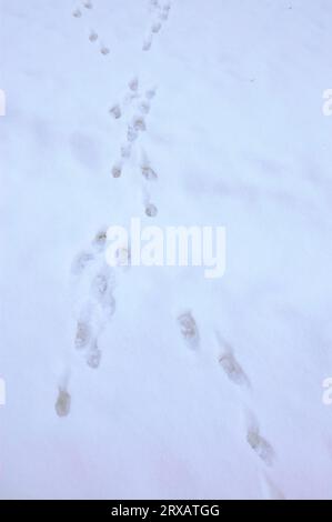 Chevreuil d'Europe (Capreolus capreolus), empreintes dans la neige, Rhénanie du Nord-Westphalie, empreinte, Allemagne Banque D'Images