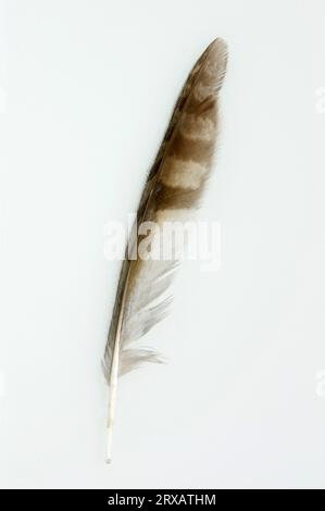 Tawny Owl (Strix aluco), plume d'ailes de main Banque D'Images