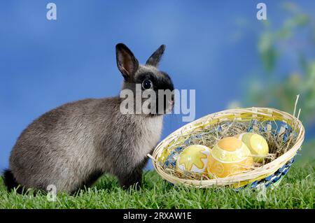 Lapin nain, couleur bleu martre nain, et oeufs de Pâques dans le panier, lapin de maison Banque D'Images