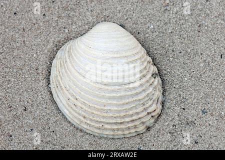 vénus verrucosa (Vénus verrucosa), palourde verruche, coquille de moule, coquilles de moule, exemptées, France Banque D'Images