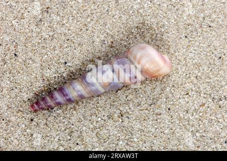 Coquille d'escargot de Turritella commune d'Europe (Turritella communis), pays-Bas Banque D'Images