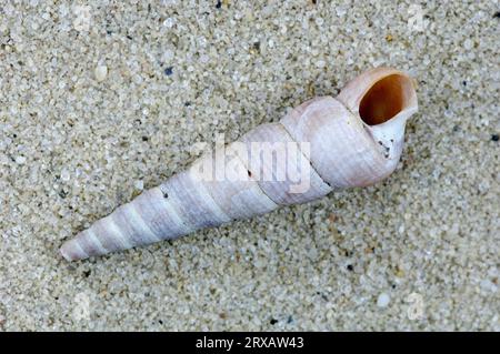 Coquille d'escargot de Turritella commune d'Europe (Turritella communis), pays-Bas Banque D'Images