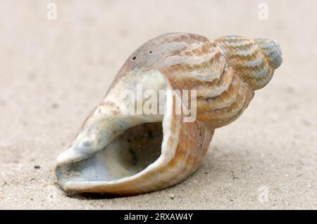 Shell de Whelk commun (Buccinum undatum), pays-Bas Banque D'Images