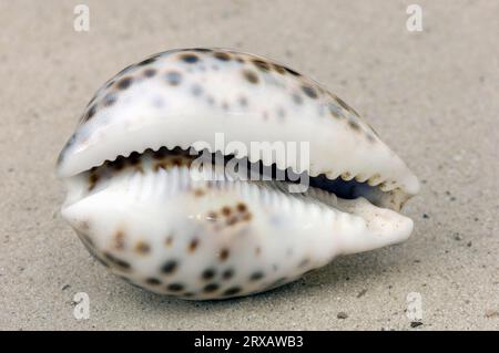 Tiger Cowrie Shell (Cypraea tigris) Banque D'Images