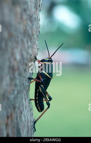 Eastern Lubber Grasshopper (Romalea guttata), parc national des Everglades, Floride, États-Unis Banque D'Images