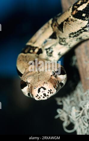 Boa constrictor (Boa constrictor), Abgottboa, Boa à queue rouge Banque D'Images