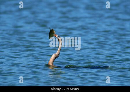 Anhinga (Anhinga anhinga) avec poissons capturés, Parc national des Everglades, Floride, États-Unis Banque D'Images