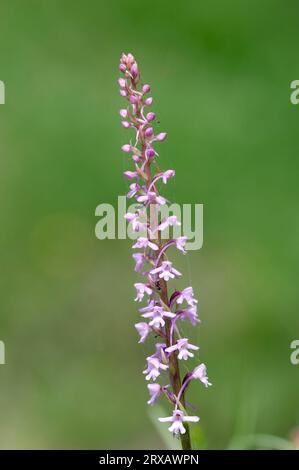 Orchidée parfumée (Gymnadenia conopsea), parc national de Berchtesgaden, orchidée parfumée, Allemagne Banque D'Images