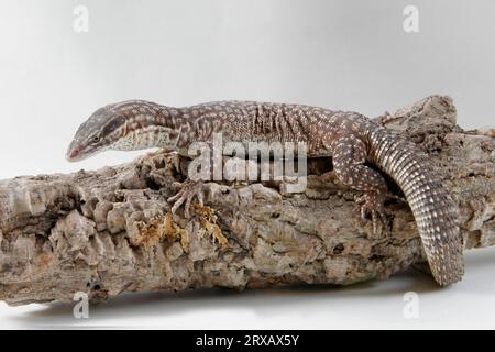 Varanus acanthurus (Ridge-Tailed Monitor), Spy-Tailed Pygmy Monitor Banque D'Images