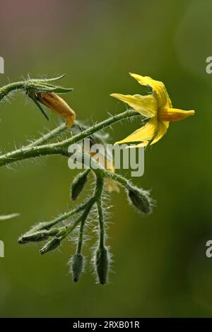 Tomate cerise, fleur (Lycopersicon esculentum var.) Banque D'Images