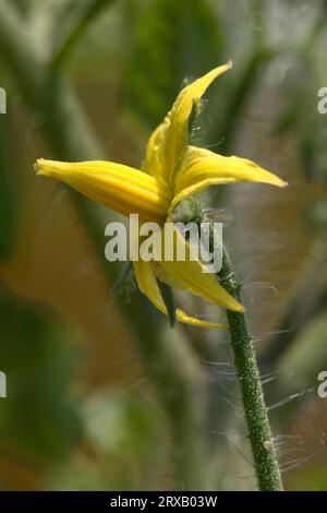 Tomate cerise, fleur (Lycopersicon esculentum var.) Banque D'Images