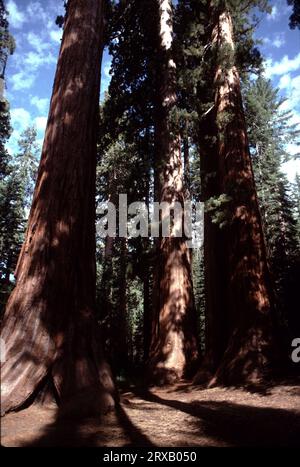 Le Mariposa Grove de séquoias géants, près de l’entrée sud de Yosemite, contient environ 500 séquoias géants matures, peut-être les plus grands êtres vivants sur Terre. Le plus ancien séquoia géant de Yosemite peut dépasser 3 000 ans ! Parmi les spécimens les plus populaires dans le bosquet est le monarque tombé qui a été rendu célèbre par une photographie de 1899 d'officiers de cavalerie américains montés qui ont pu monter leurs chevaux sur l'arbre tombé. Un autre arbre incontournable est le Bachelor et les trois Graces. Cette belle grappe est un endroit très populaire pour les photos. Banque D'Images