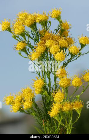 Boucle d'or (Aster linosyris) Banque D'Images