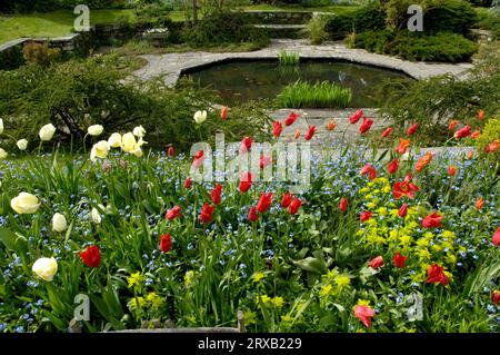 Parterre de fleurs avec tulipes, Forget-Me-Nots, gerbe multicolore et germe jaune-vert, gerbe jaune-vert Banque D'Images