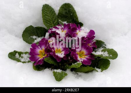 Primrose (Primula vulgaris) dans la neige, primevre Banque D'Images