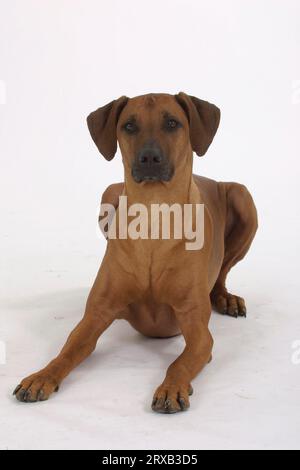 Rhodésie Ridgeback également connu sous le nom de chien de lion africain Banque D'Images