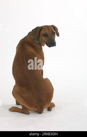 Rhodésie Ridgeback également connu sous le nom de chien de lion africain Banque D'Images