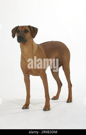 Rhodésie Ridgeback également connu sous le nom de chien de lion africain Banque D'Images