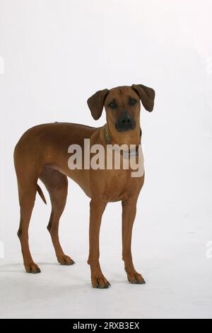 Rhodésie Ridgeback également connu sous le nom de chien de lion africain Banque D'Images