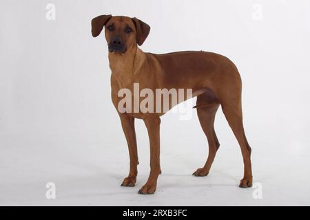 Rhodésie Ridgeback également connu sous le nom de chien de lion africain Banque D'Images