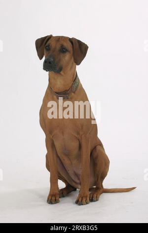 Rhodésie Ridgeback également connu sous le nom de chien de lion africain Banque D'Images